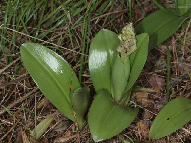 himantoglossum robertiano